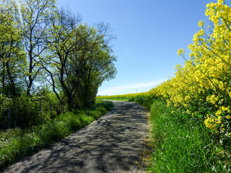 La Combe prionde - Champ de Colza © Lot Tourisme - C. Sanchez