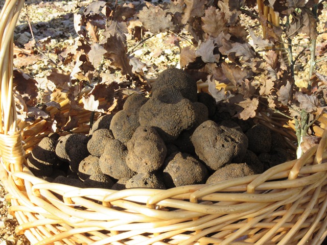 Ferme de la Truffe