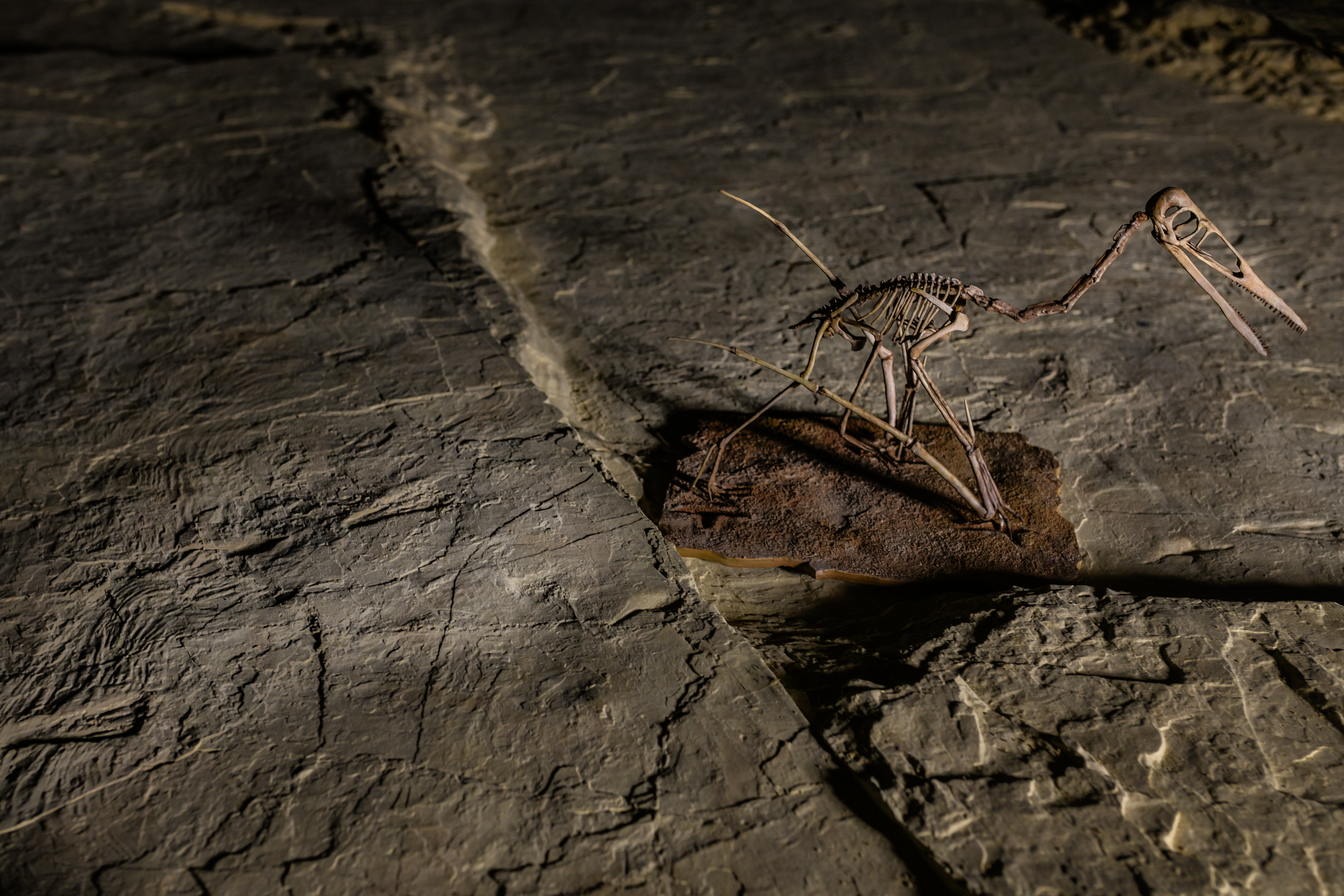 La Plage aux Ptérosaures, Crayssac - photo 2