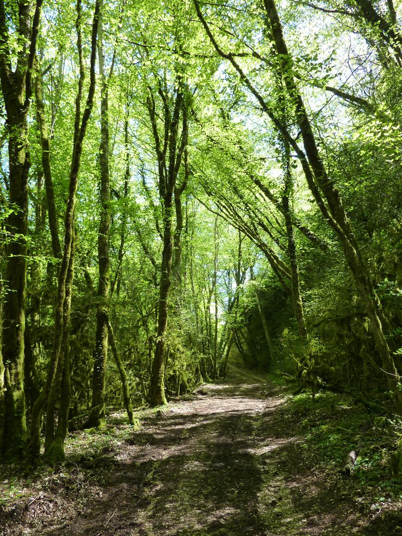 Lacave - Chemin sous les mousses du Combe_13 © Lot Tourisme - C. Sanchez