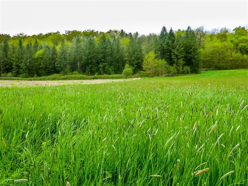 Laprade - Bosquet de Laprade © Lot Tourisme - C. Sanchez