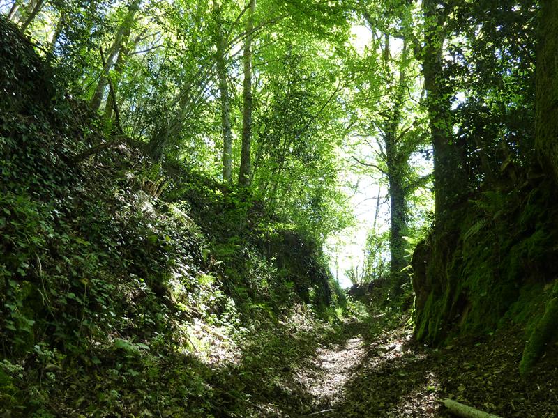 Latouille-Lentillac - Passage entre mousse, lierre et fougère_05 © Lot Tourisme - C. Sanchez