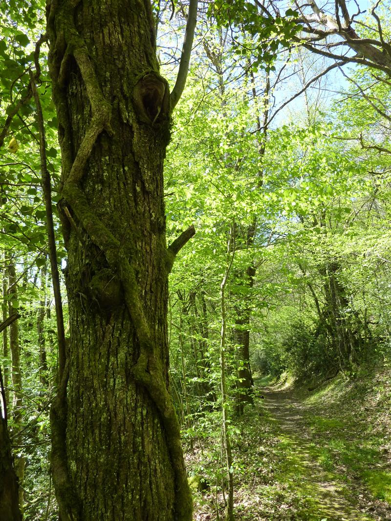 Latouille-Lentillac - Sentier sous les chênes_12 © Lot Tourisme - C. Sanchez