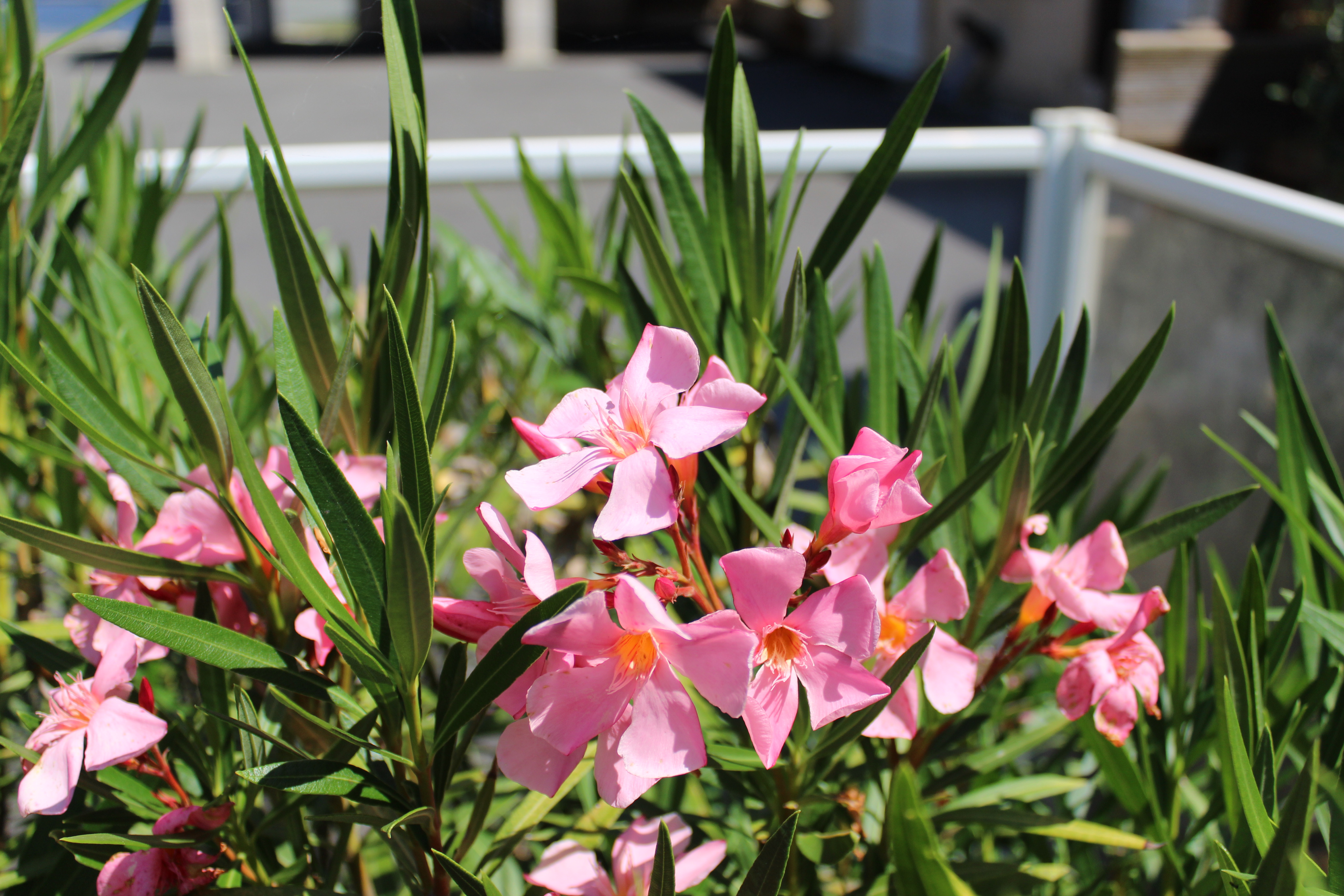La Piscine, Payrignac - photo 5
