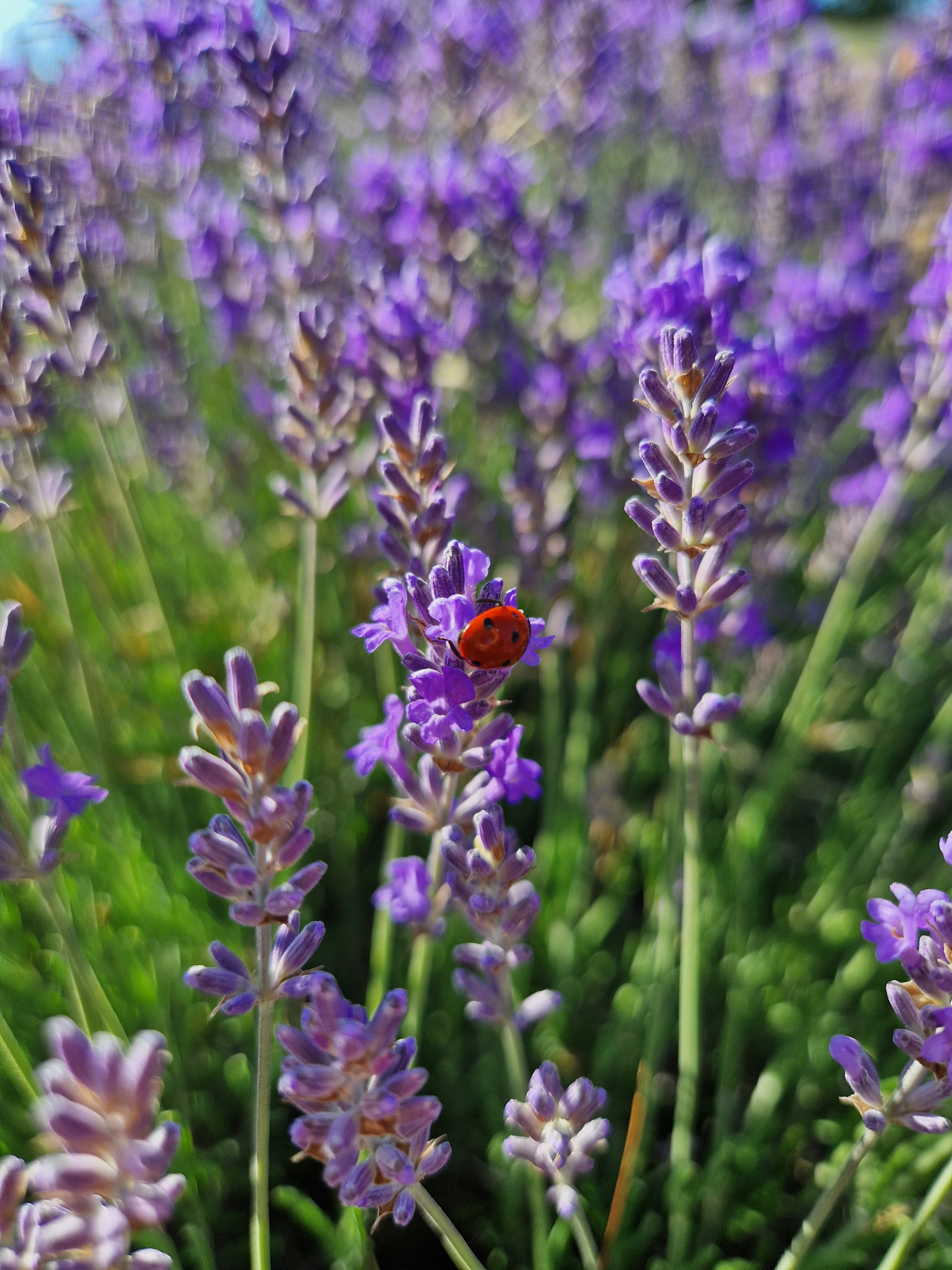 Lavande du Quercy en fleur