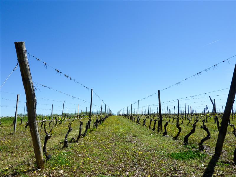 Le Barbier - Balade dans les vignes © Lot Tourisme - C. Sanchez