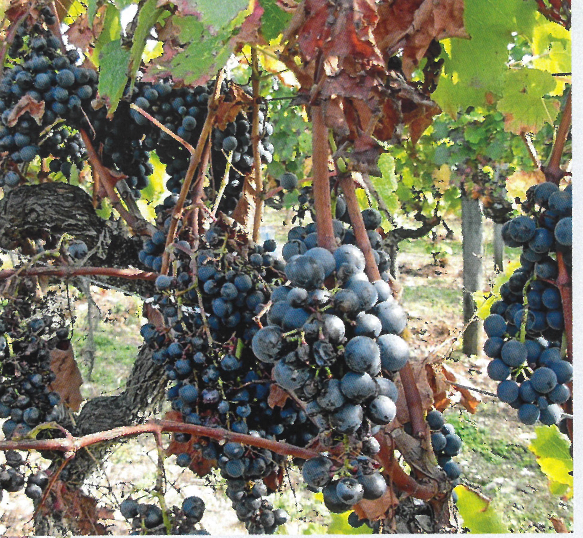 Domaine des Grézals
