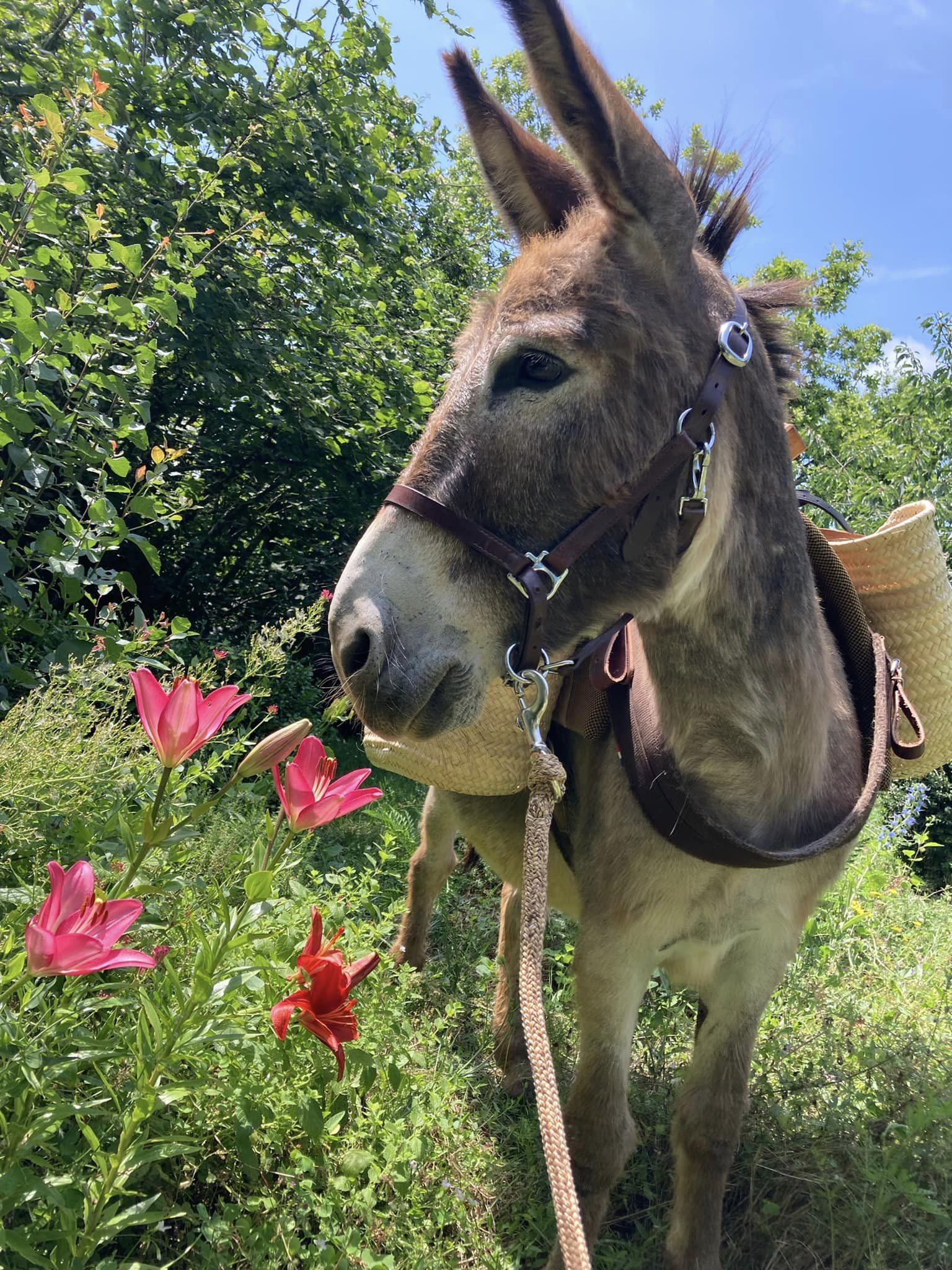 Les ânes de Lapopie