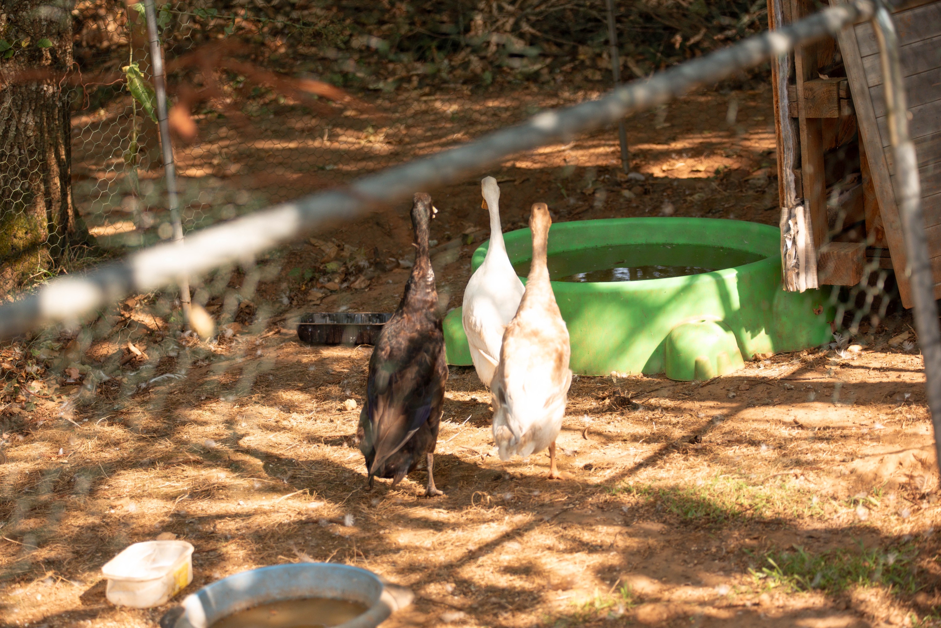 Ferme pédagogiques Les petits amis d'Hippolyte
