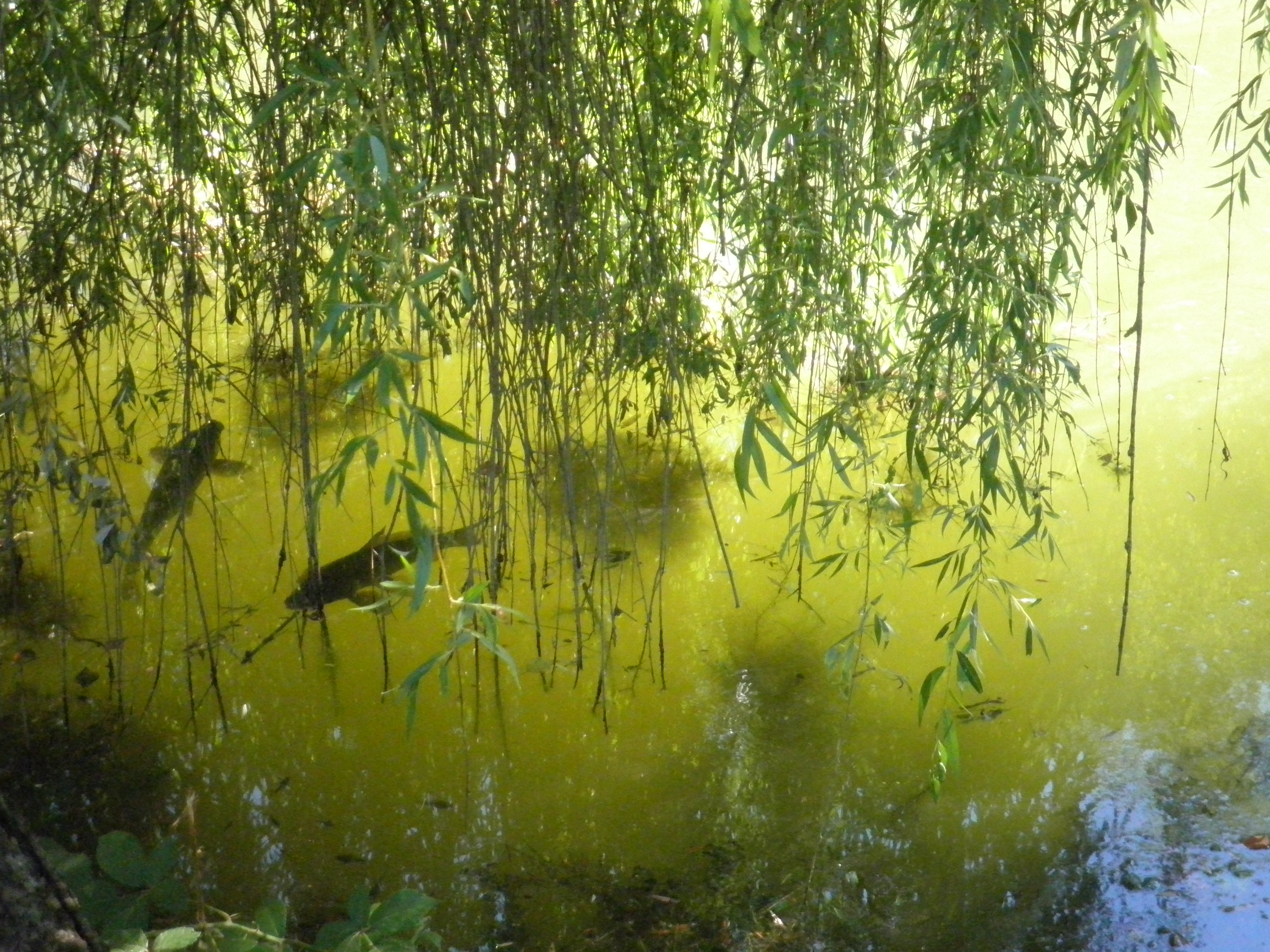 La Grange, Rignac - photo 17