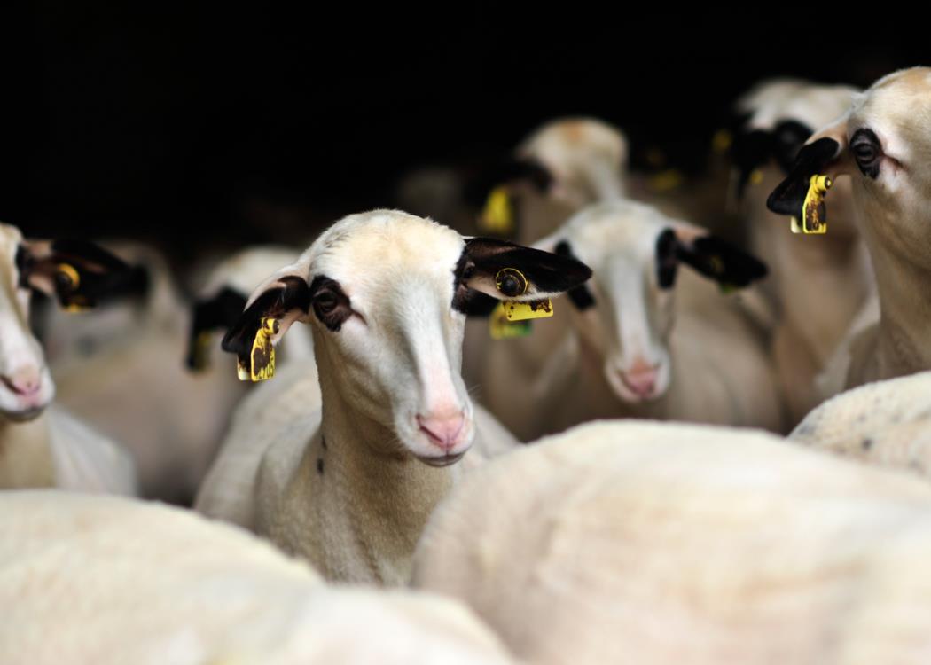 Les moutons a lunettes du Quercy_05 © Lot Tourisme - C. ORY