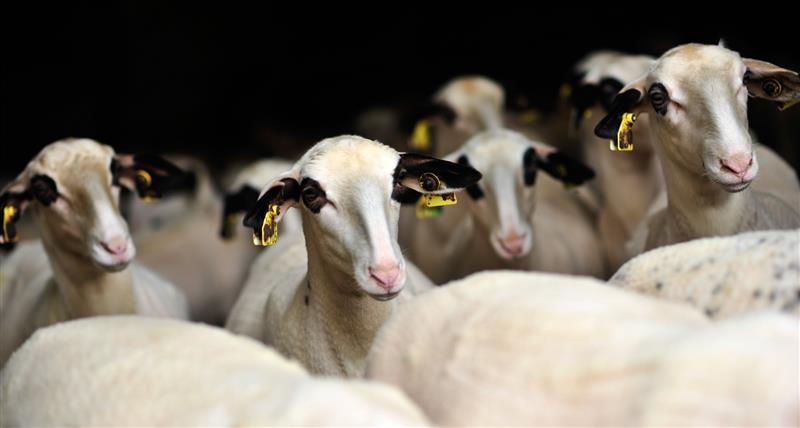 Ferme Pédagogique "La Brebis Bavarde"