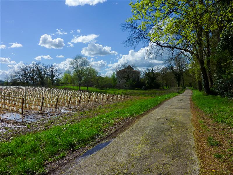 Les tuileries - Passage entre les vignes et le Lot © Lot Tourisme - C. Sanchez