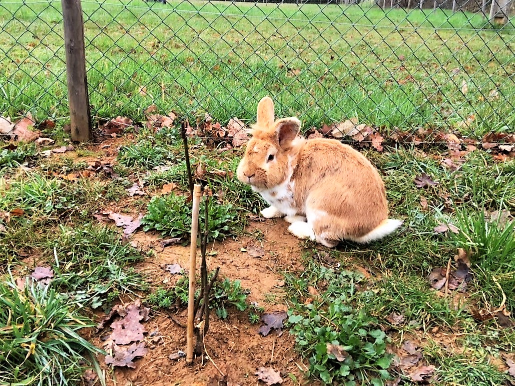 Le Castelat de Julienna - Le Pigeonnier, Gourdon - photo 4