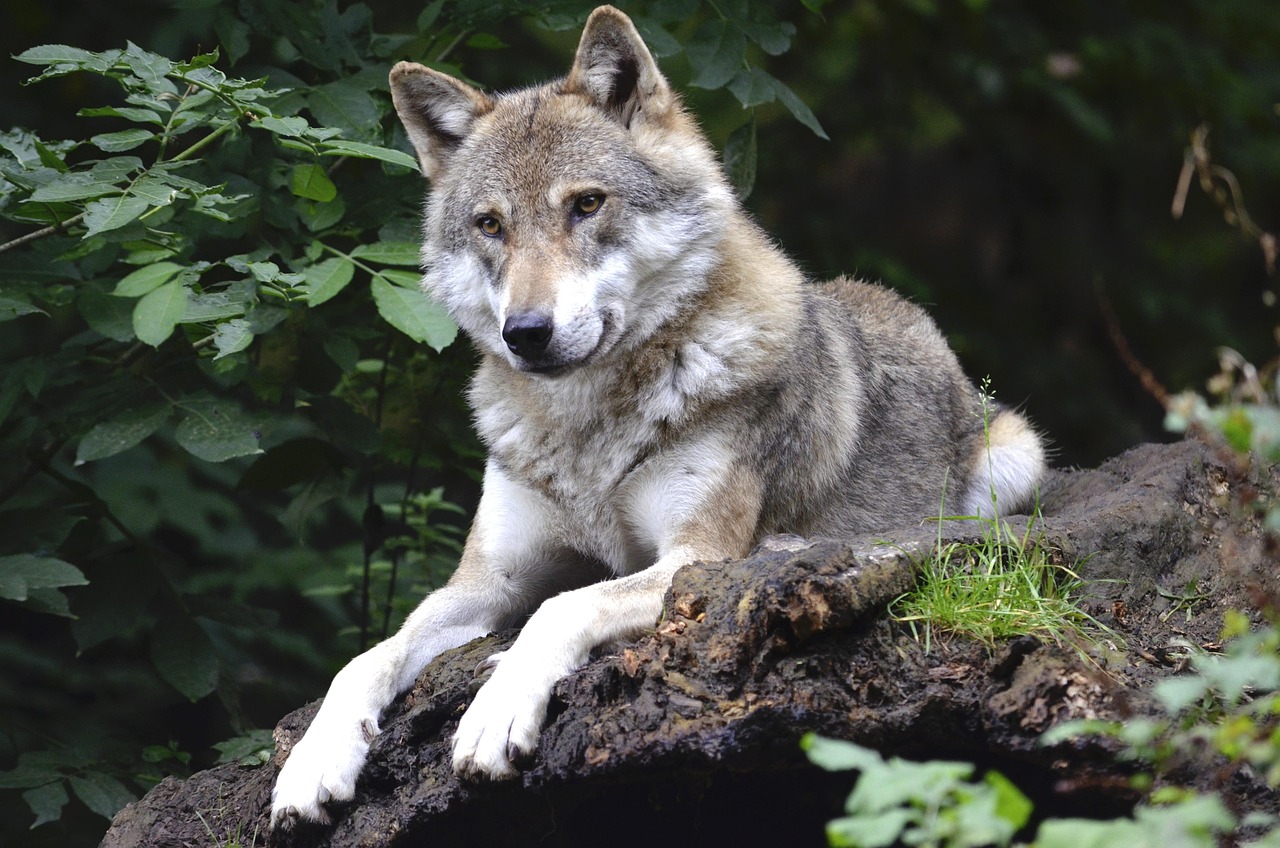 Conférence "Les loups de l'Igue du Gral, ancêtres des premiers chiens ?"