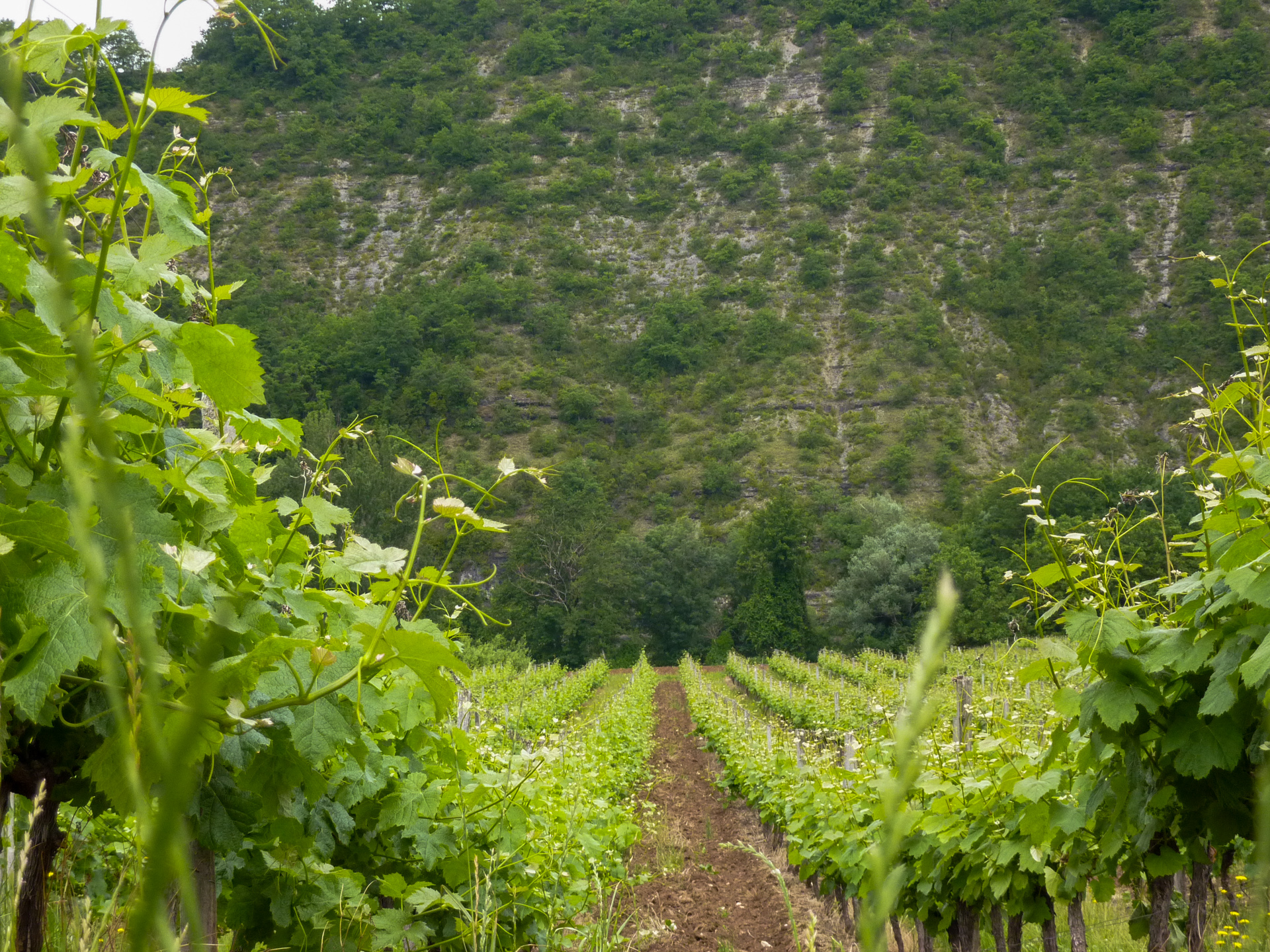 Sur la Route des Vignes, Parnac - photo 9