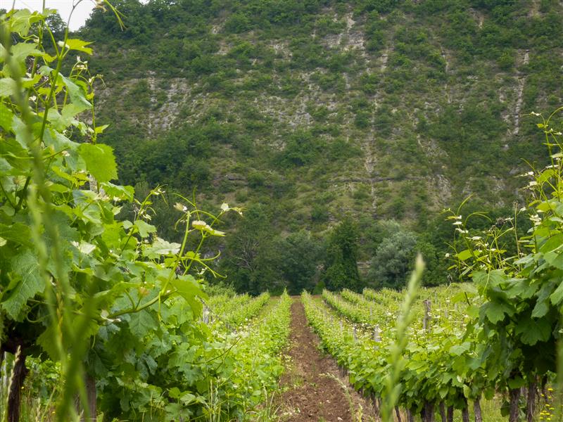 Magesses - Vignes au printemps_04 © Lot Tourisme - C. Sanchez