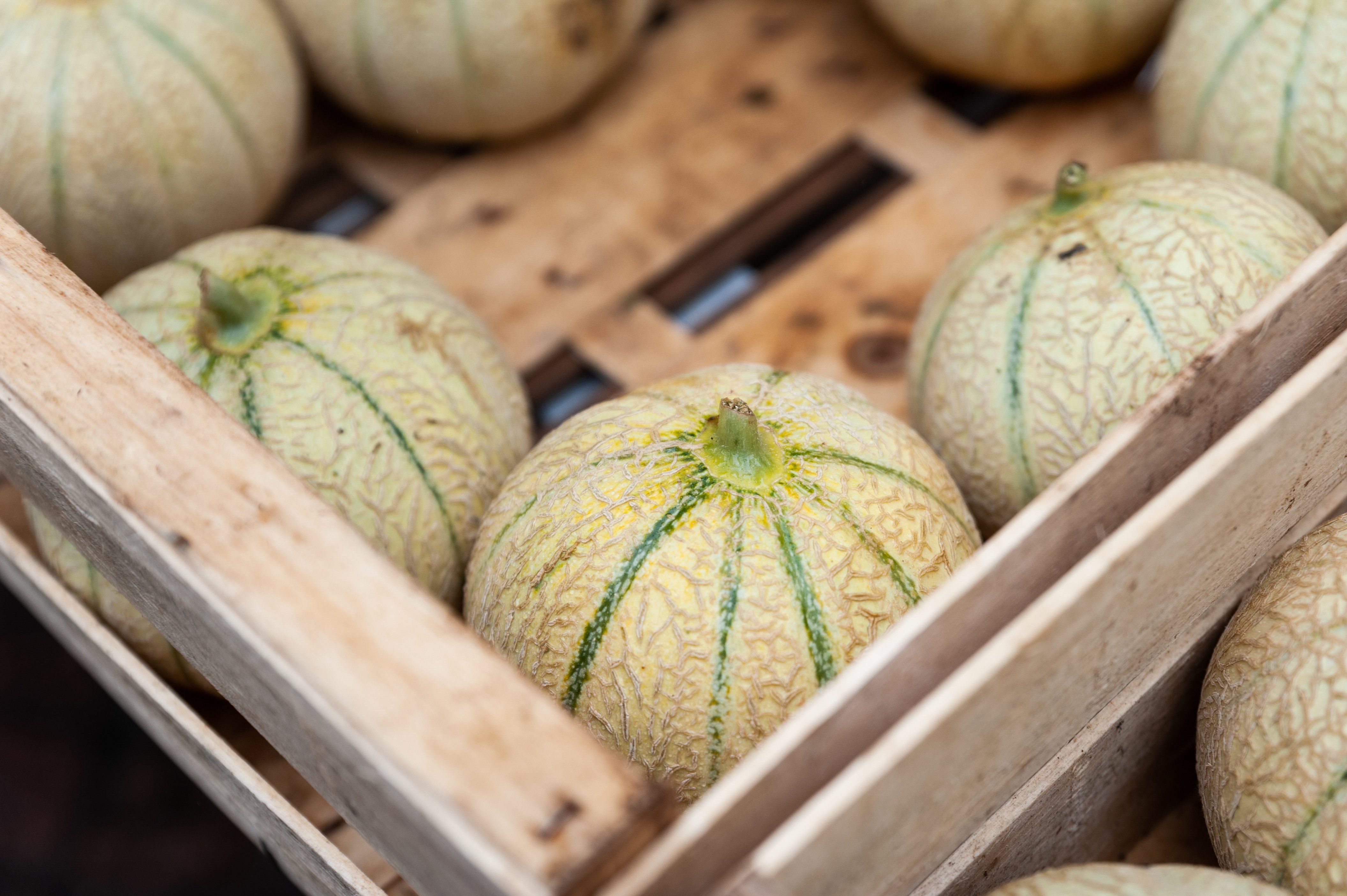 Marché des Producteurs de Pays Bienvenue à la Ferme à Gourdon, Gourdon - photo 4