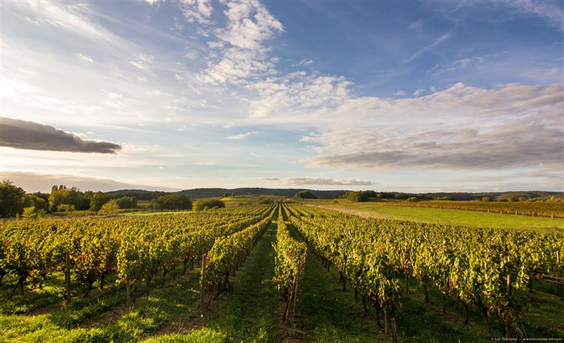 Mercuès - Vignoble de Cahors