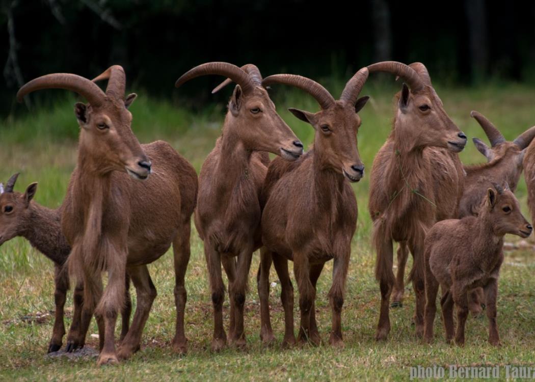 Parc Animalier de Gramat | Office de Tourisme de FIGEAC