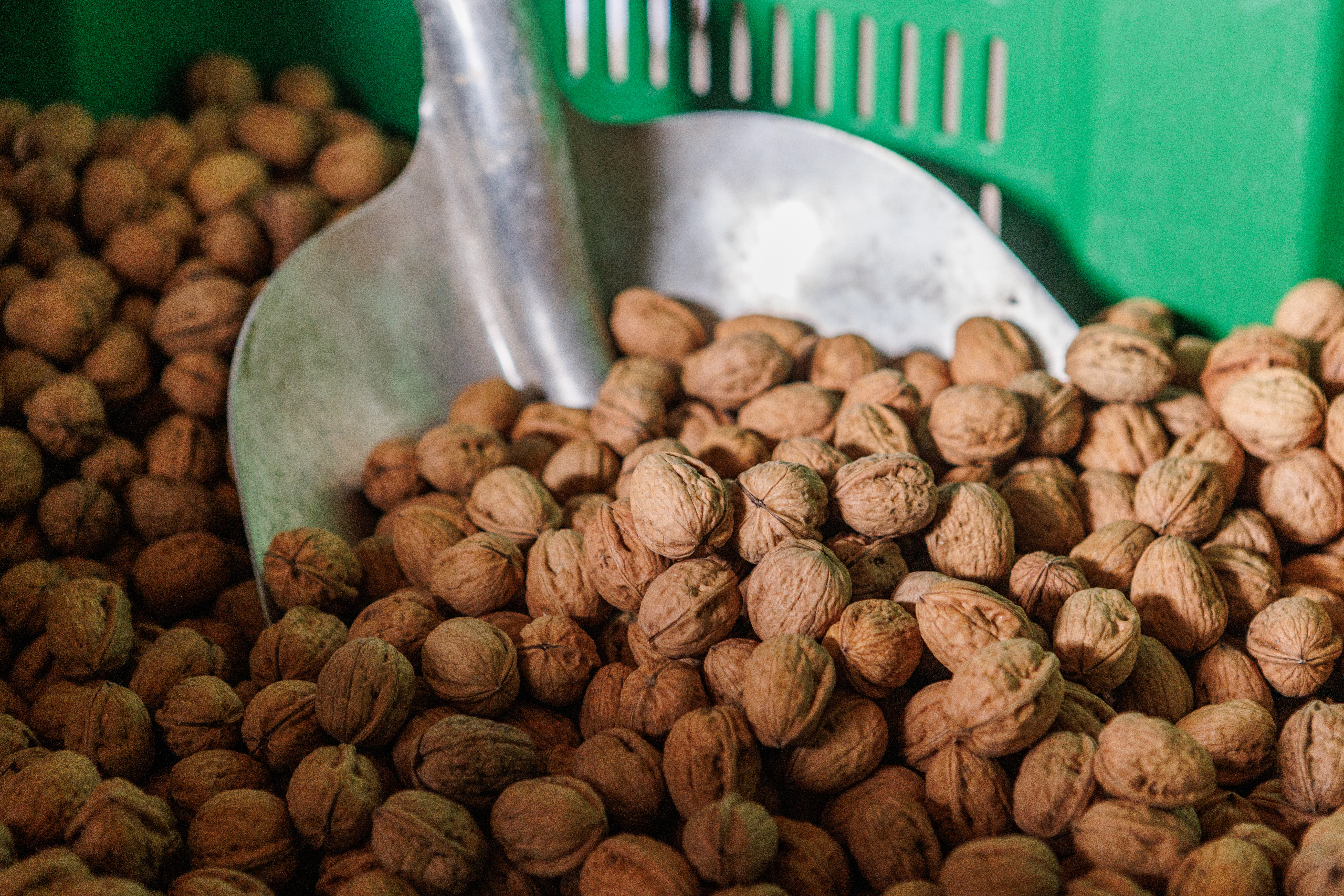 Moulin à Huile de Noix