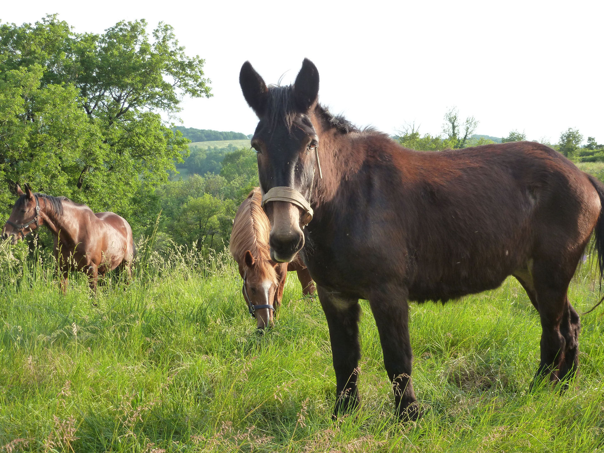 Gîte La Mule Du Causse, Caniac-du-Causse - photo 4