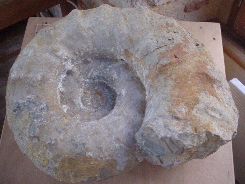 Musée Municipal Armand Viré - Espace Ammonites / Espace Archéologique, Luzech - photo 6