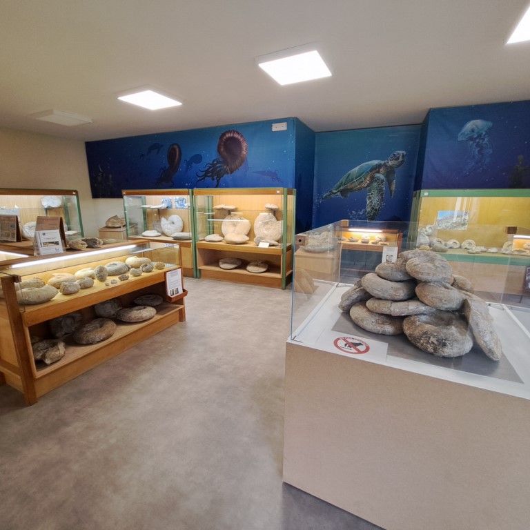 Musée Municipal Armand Viré - Espace Ammonites / Espace Archéologique, Luzech - photo 8