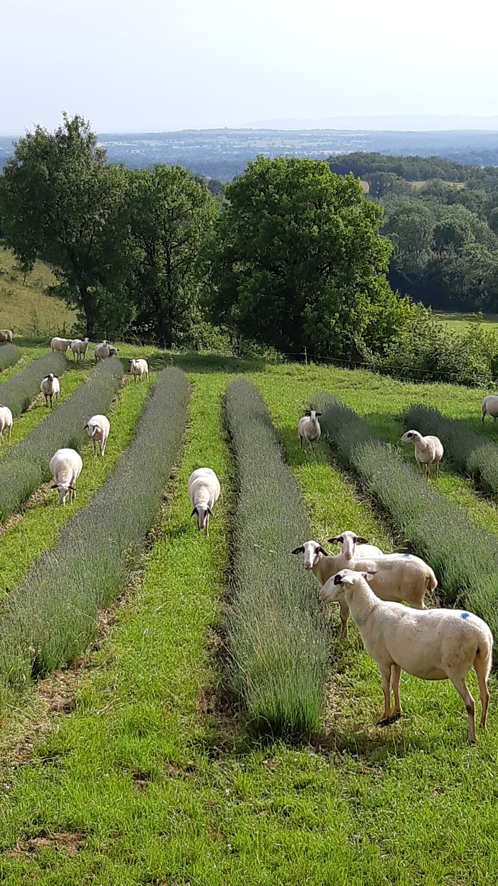 Nos brebis desherbant un champ de lavande