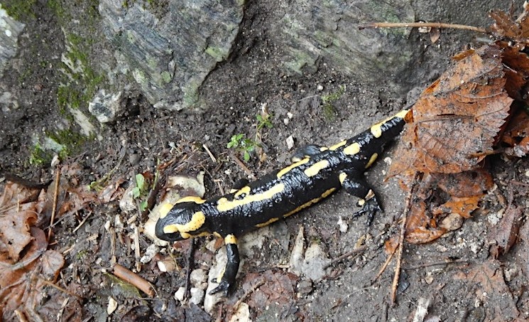 Atelier : La nuit des dragons