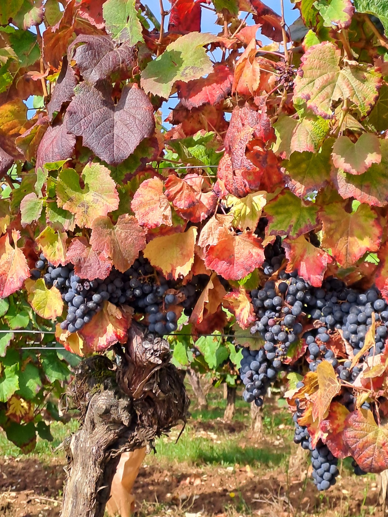 Domaine des Etoiles, Lherm - photo 26