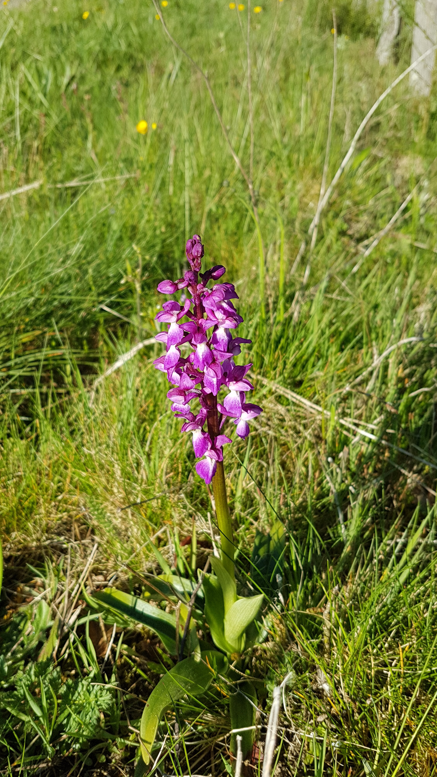 De Teyssieu à Estal, Teyssieu - photo 7