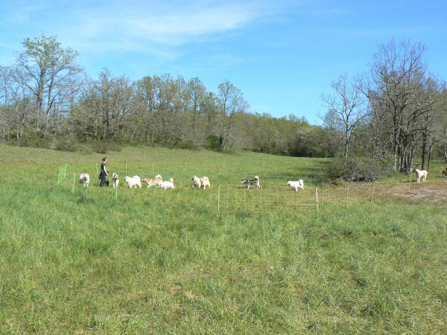 Terre Inukshuk - Cani-Randonnée et visite de Chenil, Laburgade - photo 13