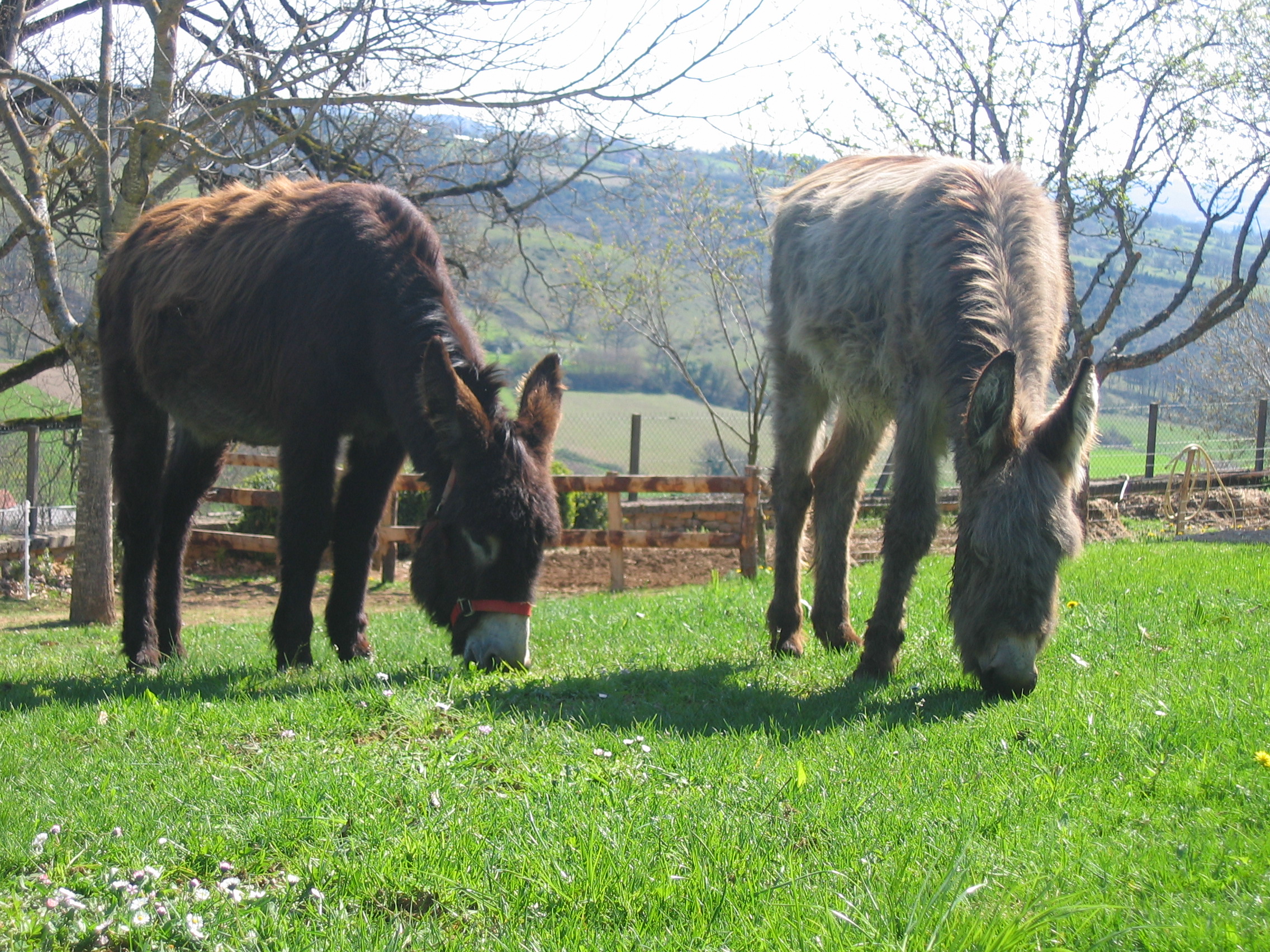 Gite du Mas de Padirat, Issepts - photo 15