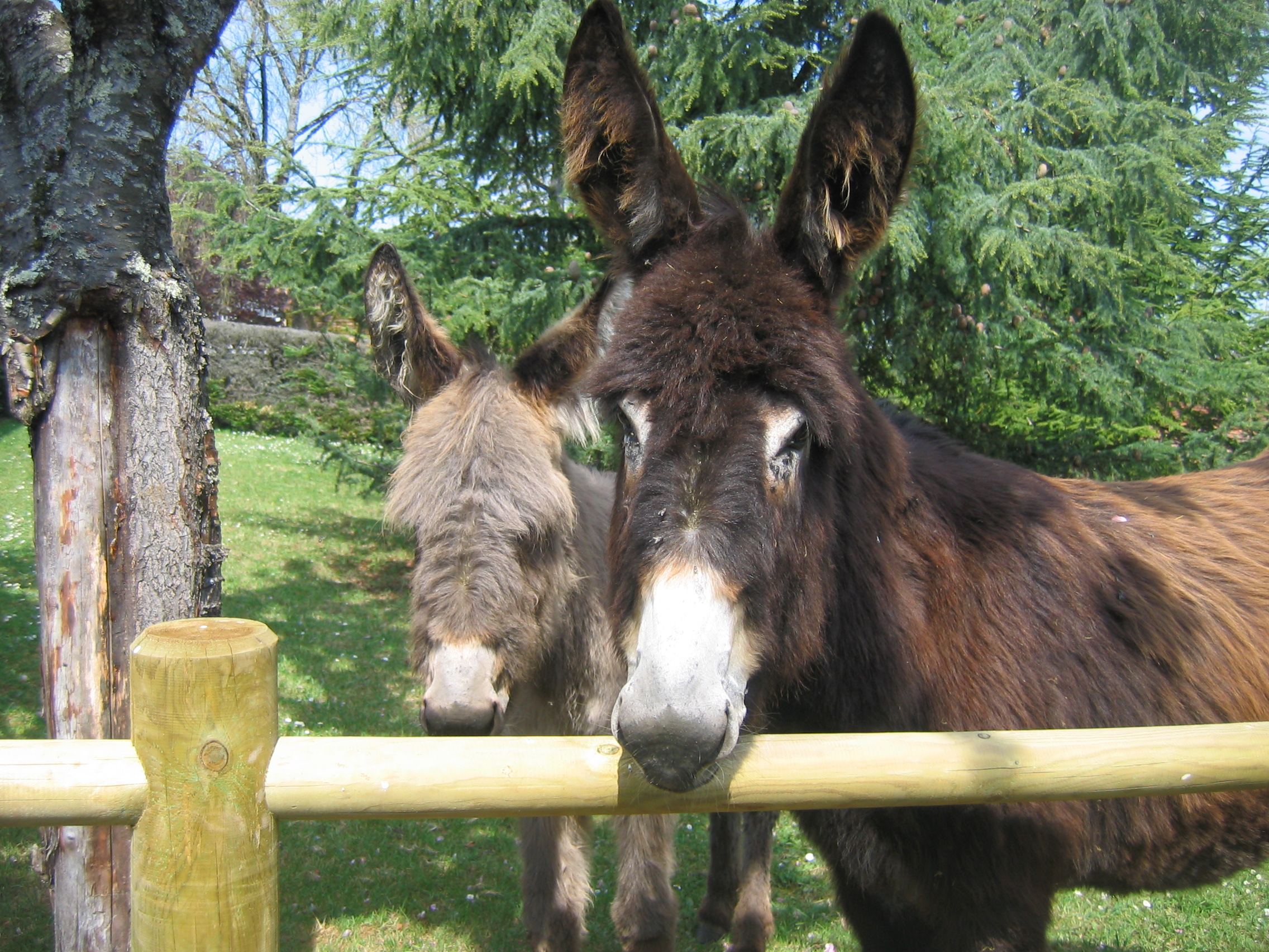 Gite du Mas de Padirat, Issepts - photo 16