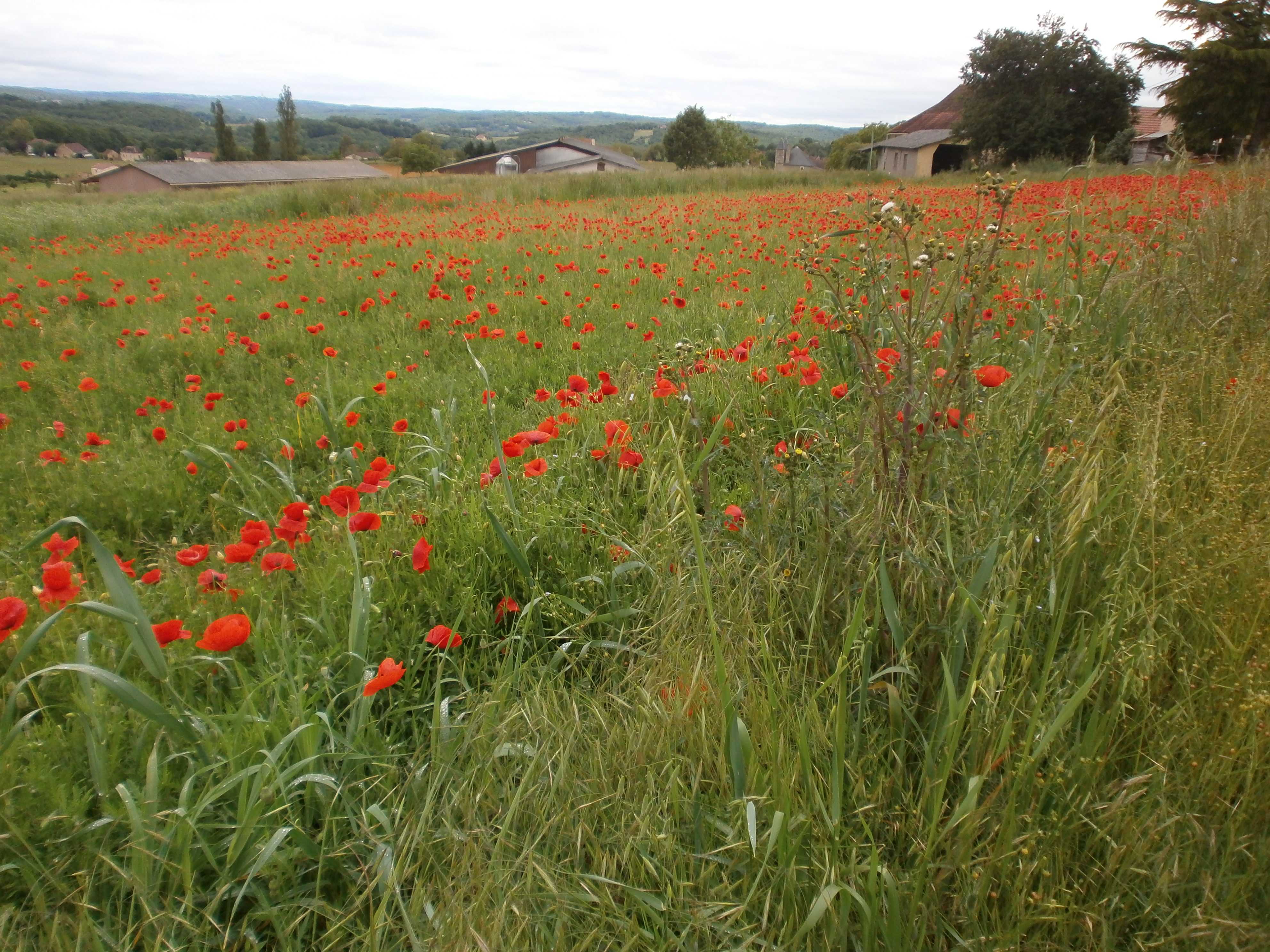 Gîte du château de Lantis, Dégagnac - photo 9
