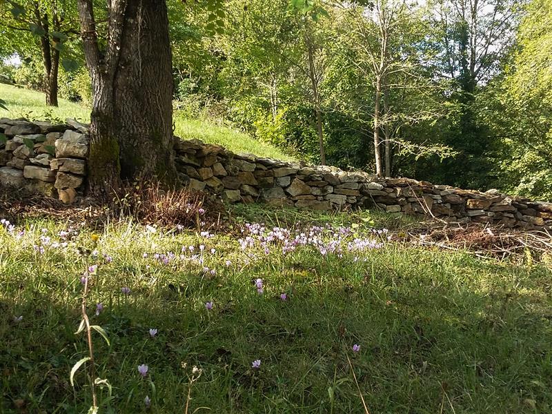 Parterre de Colchique au détour du chemin_18 © Lot Tourisme - A. Leconte