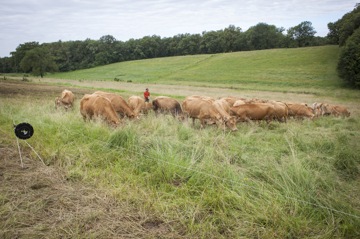 Plantes et Cie : bergers, bergères