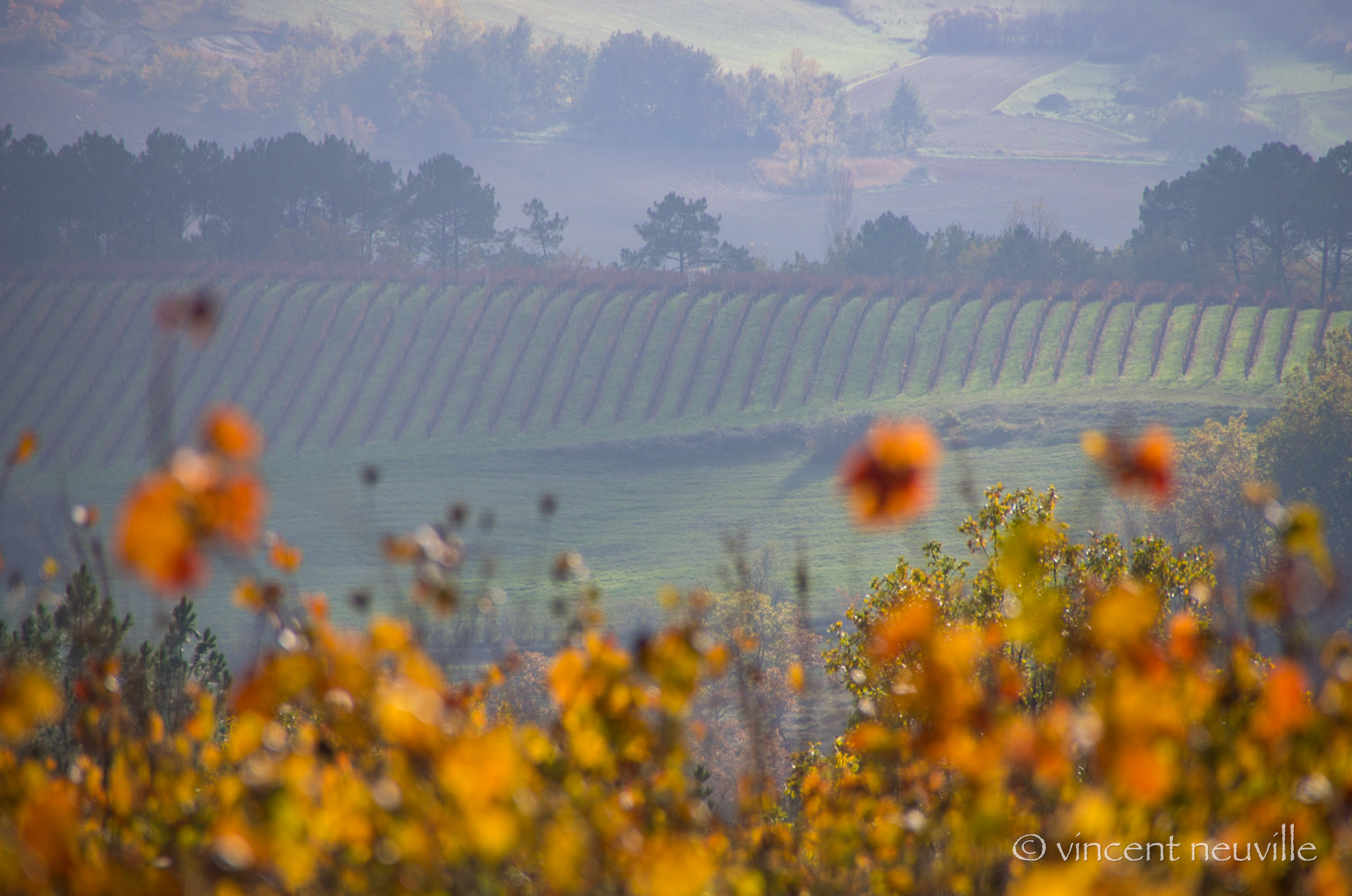 Paysage Vignes