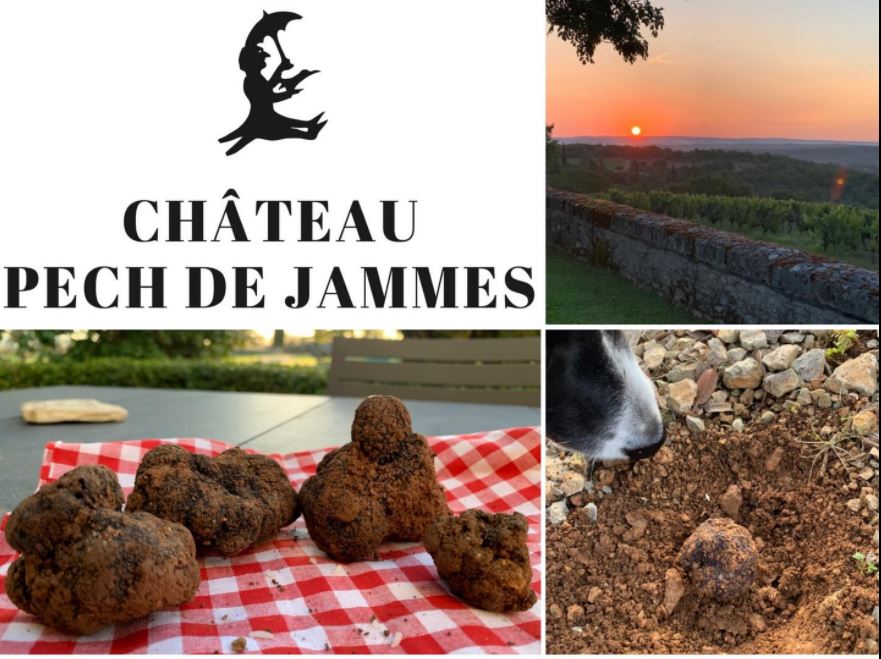 Château Pech de Jammes : Vin, Truffe et Safran