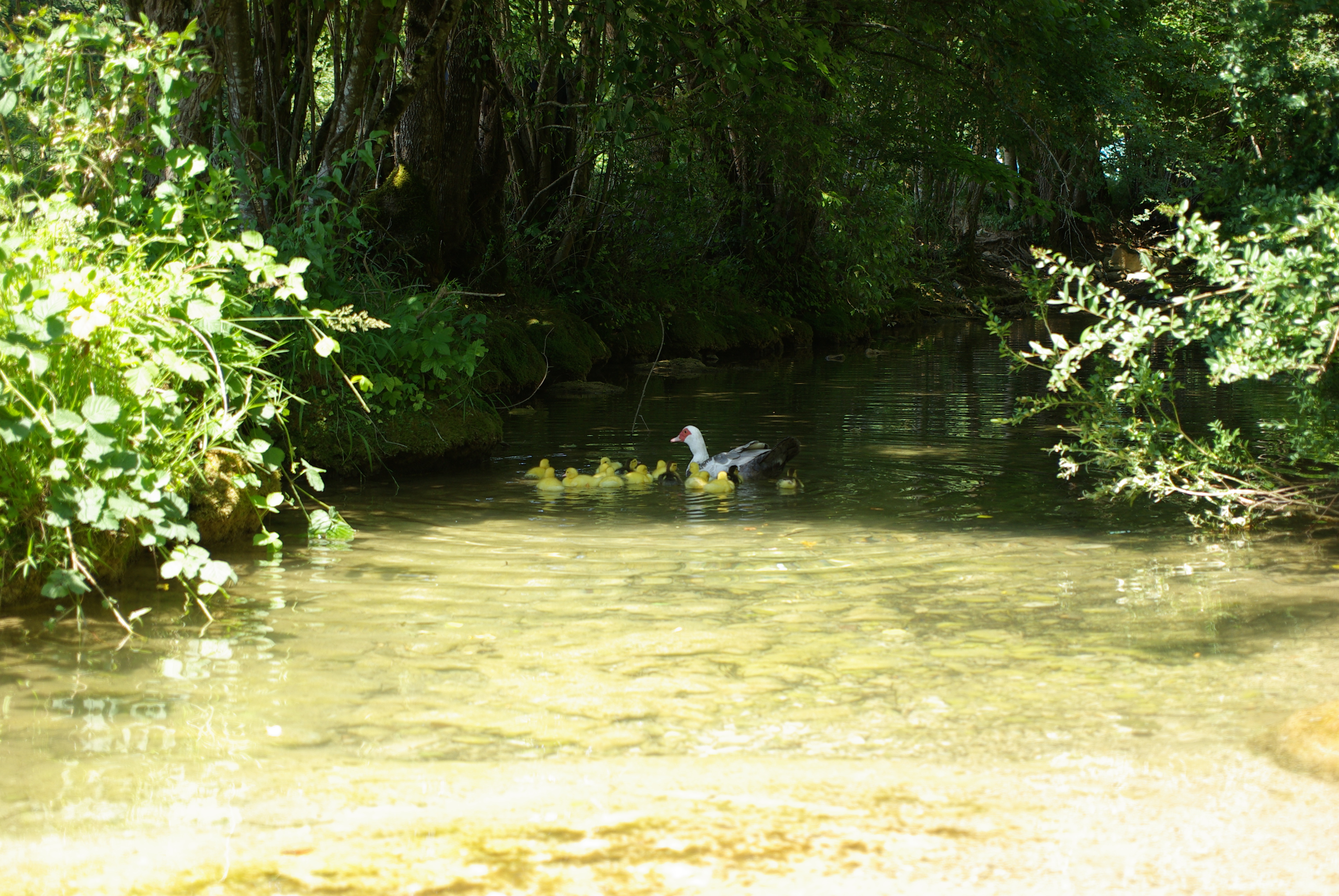 Camping à la ferme Roudayres, Les Pechs du Vers - photo 5