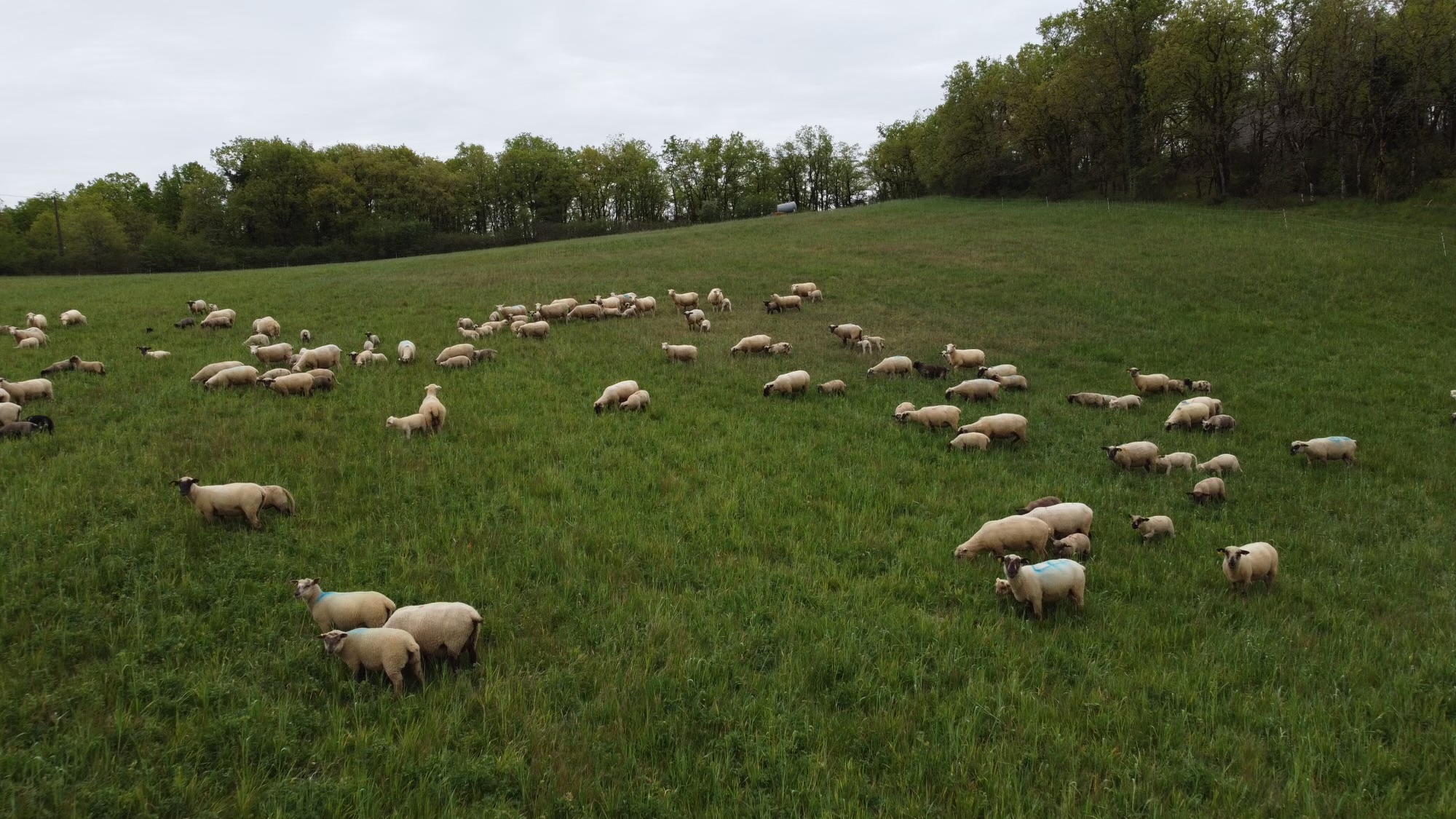 Ferme du Mas del Bos, Cressensac-Sarrazac - photo 3