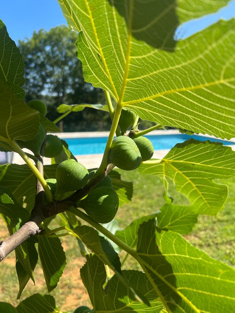 Au Grand Bonheur - Gîte Padirac, Miers - photo 10