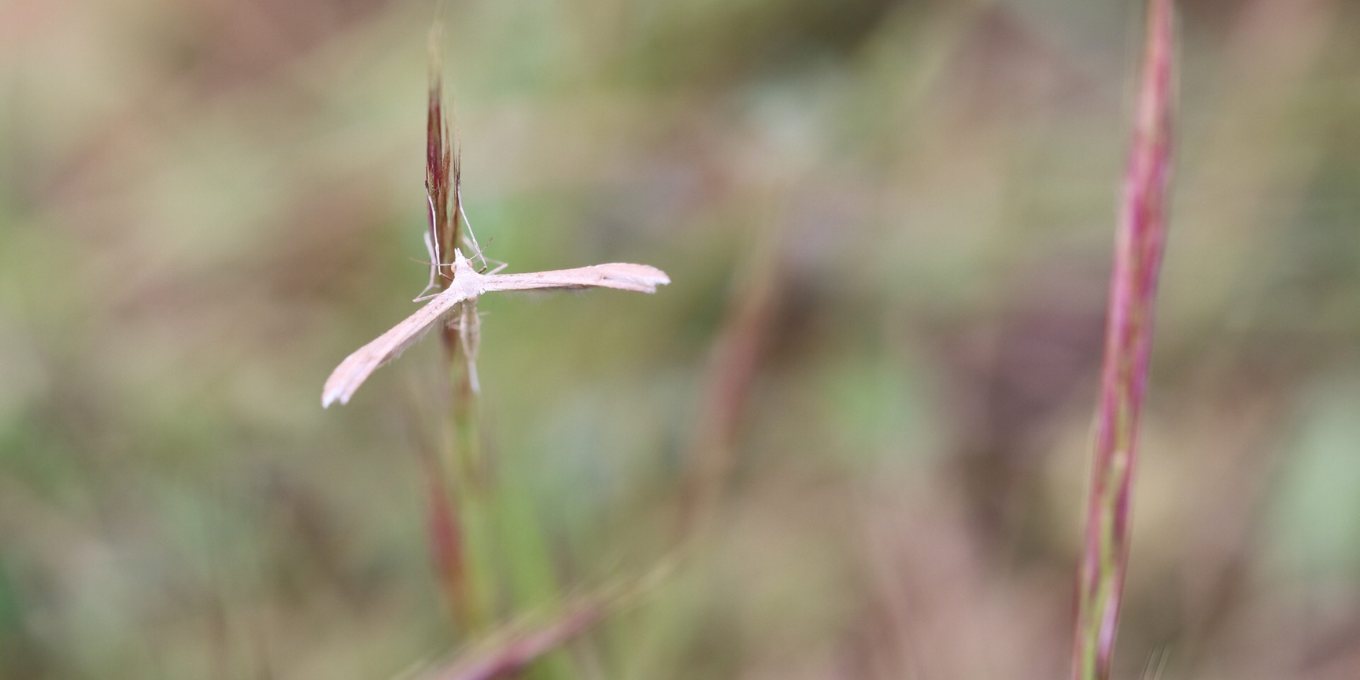 Sortie nature : les papillons de nuit