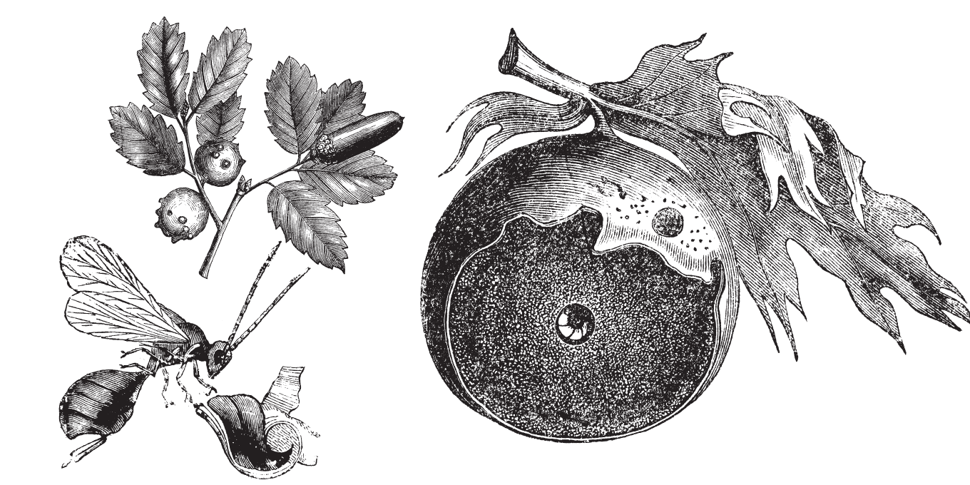 Sortie nature : Cécidologie, espèces cécidogènes et hôtes