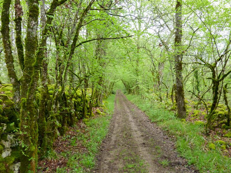 Quézac - Chemin de terre en sous-bois © Lot Tourisme - C. Sanchez