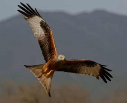 Les rapaces de Castelnau