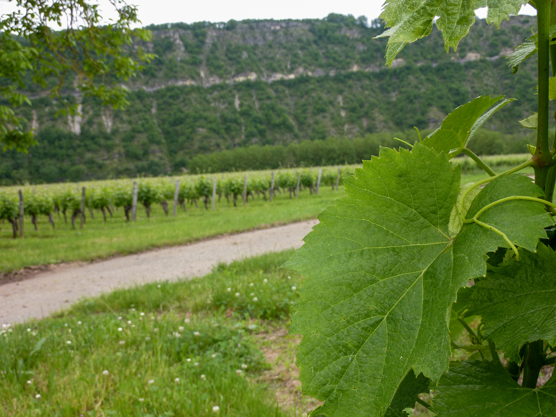 Sur la Route des Vignes, Parnac - photo 10