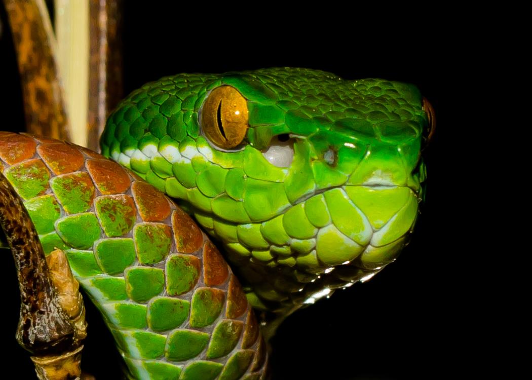 Reptiland Office de Tourisme de FIGEAC