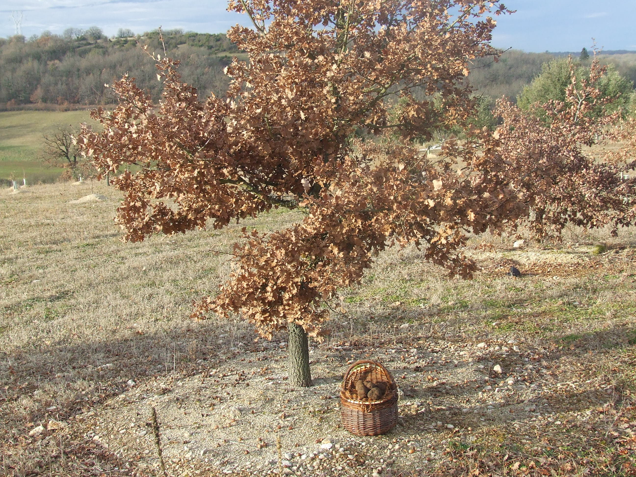 Restaurant La Ferme de la Truffe